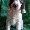 Picquot Puppies